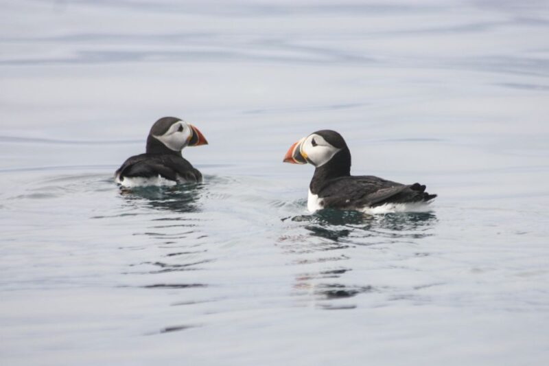 From Reykjavik: Whale and Puffin Watching RIB Boat Tour - Tour Inclusions