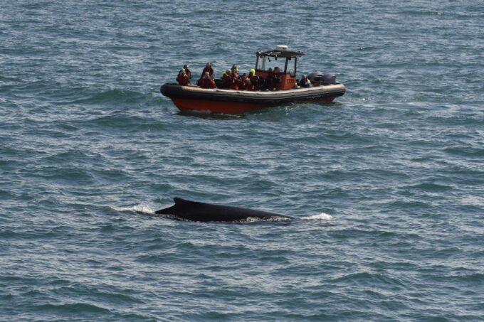 From Reykjavik: Whale and Puffin Watching RIB Boat Tour - Meeting Point