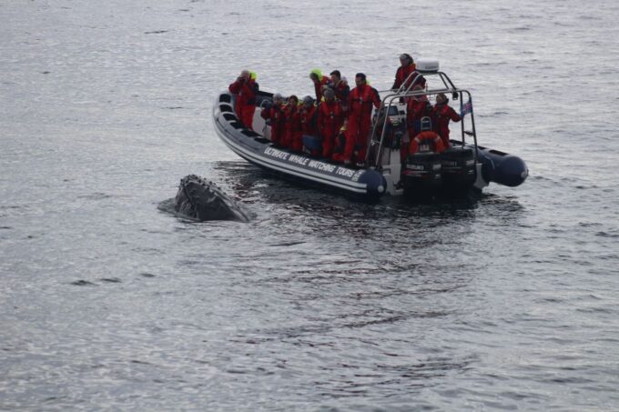 From Reykjavik: Whale and Puffin Watching RIB Boat Tour - Customer Feedback