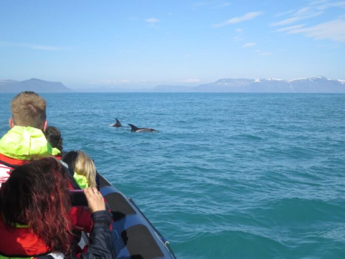 From Reykjavik: Whale and Puffin Watching RIB Boat Tour - Frequently Asked Questions