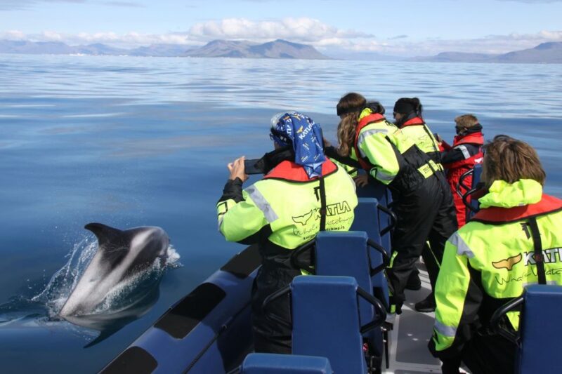 From Reykjavik: Whale Watching Tour by Speedboat - Key Points