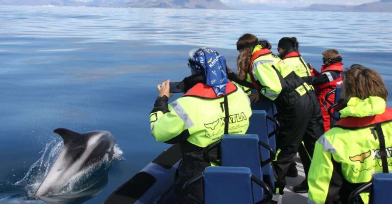 From Reykjavik: Whale Watching Tour by Speedboat - Experience Highlights