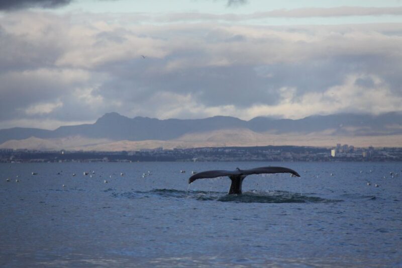 From Reykjavik: Whale Watching Tour by Speedboat - Customer Reviews