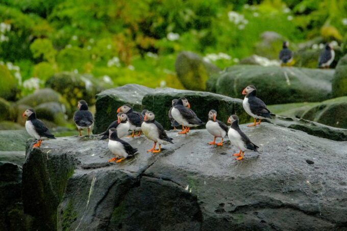 From Reykjavik: Whale Watching Tour by Speedboat - Whale Watching Adventure