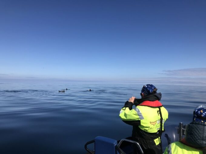 From Reykjavik: Whale Watching Tour by Speedboat - Frequently Asked Questions