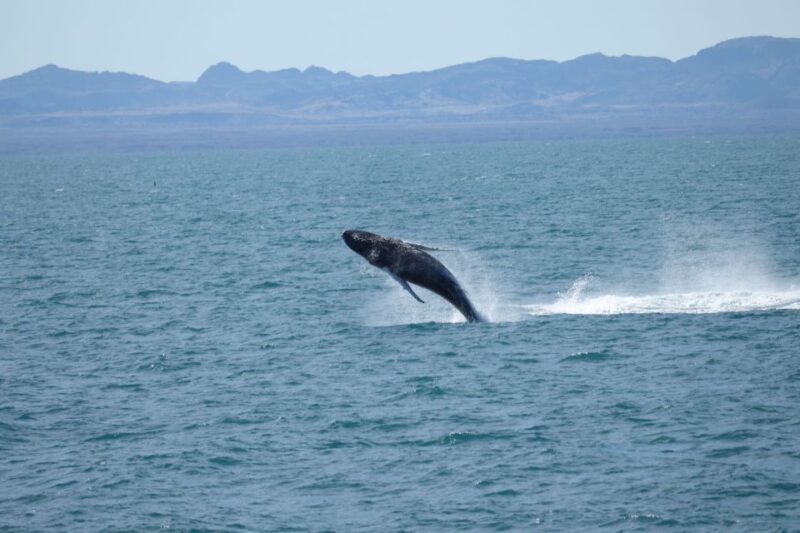 From Reykjavik: Whale Watching Tour - Itinerary and Experience
