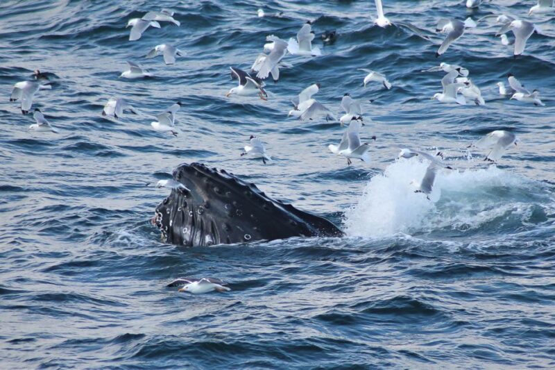 From Reykjavik: Whale Watching Tour - Onboard Amenities