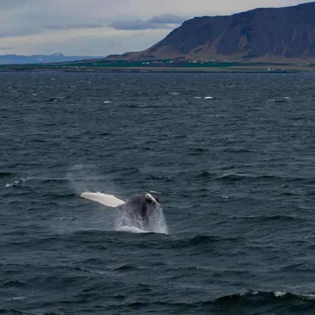 From Reykjavik: Whale Watching Tour - Important Information
