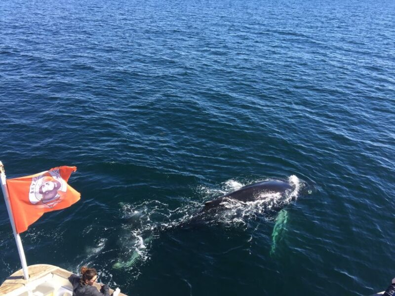 From Reykjavik: Whale Watching Tour - Customer Feedback