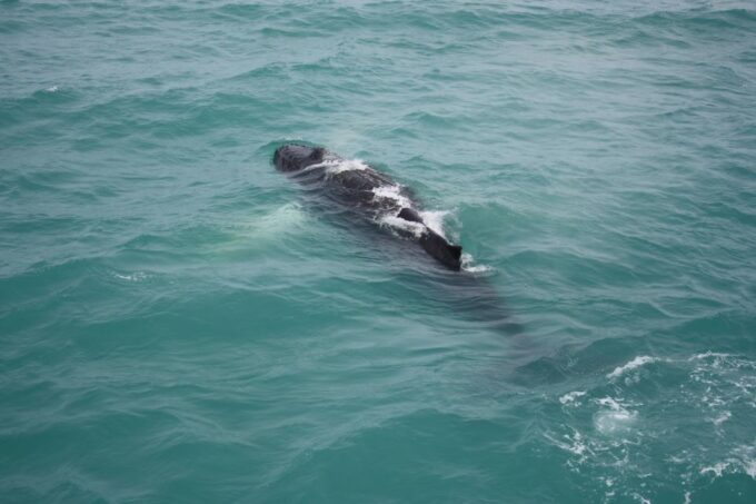 From Reykjavik: Whale Watching Tour - Whale Watching in Faxaflói Bay