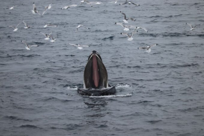 From Reykjavik: Whale Watching Tour - Accessibility and Cancellation Policy