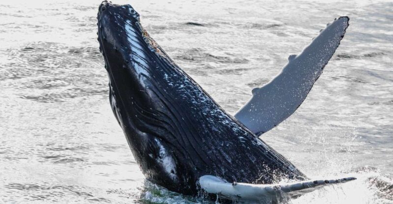 From Reykjavik: Whales and Northern Lights Boat Tour - Whale Watching Experience