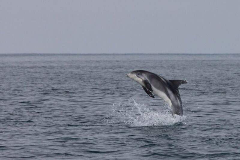 From Reykjavik: Whales and Northern Lights Boat Tour - Northern Lights Experience