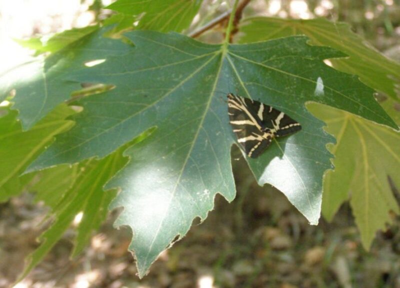 From Rhodes: Bus Tour to Lindos and the Seven Springs - Driver and Language Support