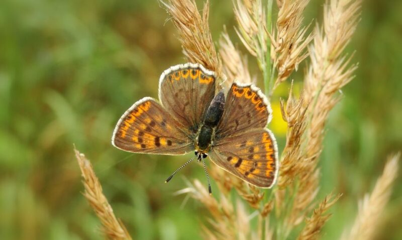 From Rhodes: Butterfly Valley and Chalki Island Day Trip - Included in the Tour
