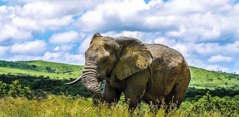From Richards Bay: Hluhluwe Imfolozi Game Reserve Day Trip - Explore South Africas Oldest Reserve
