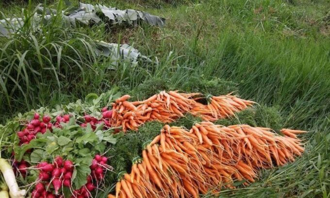 From Rio: Brejal Countryside Farm and Nature Day Trip - Included Amenities and Insurance