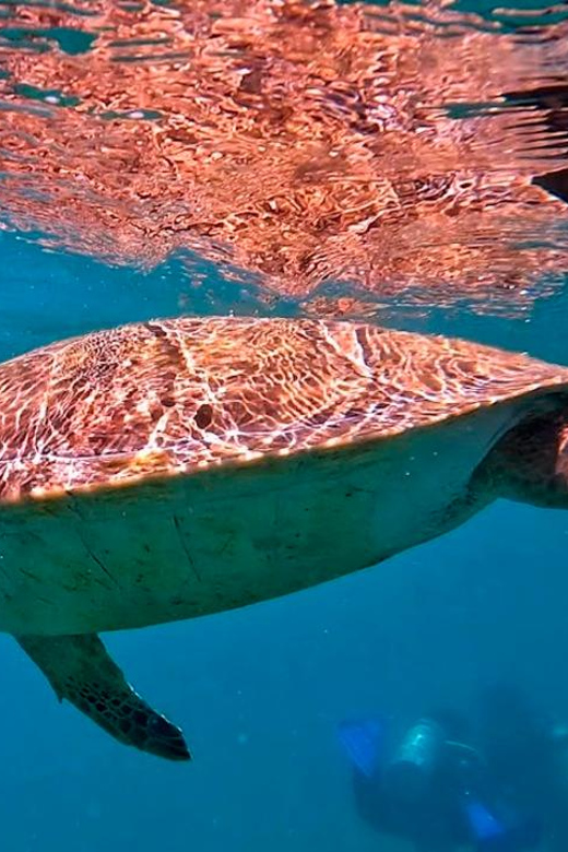 From Rio De Janeiro: Diving in Buzios - Pickup and Arrival Details