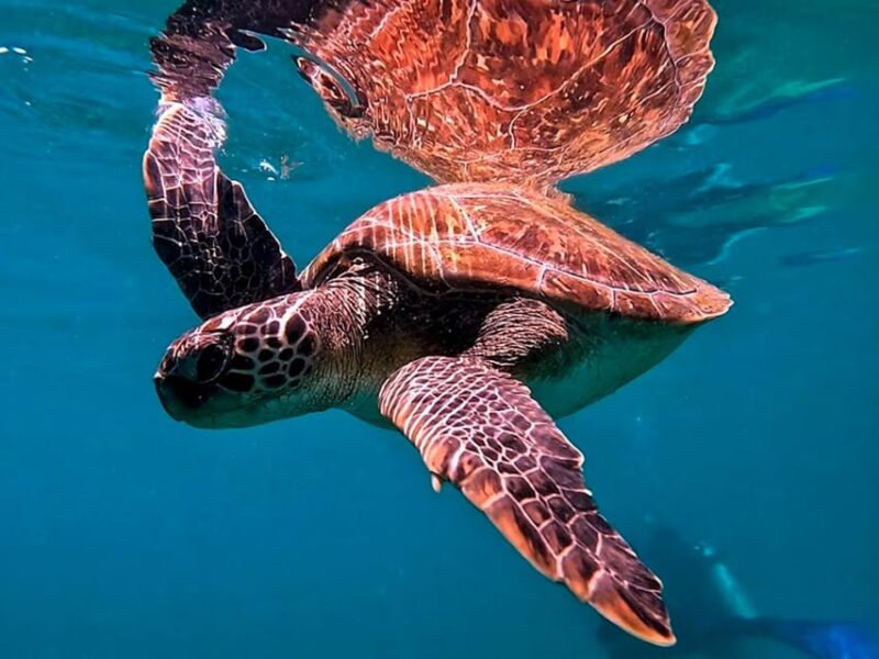 From Rio De Janeiro: Diving in Buzios - Theoretical and Team-Building Class