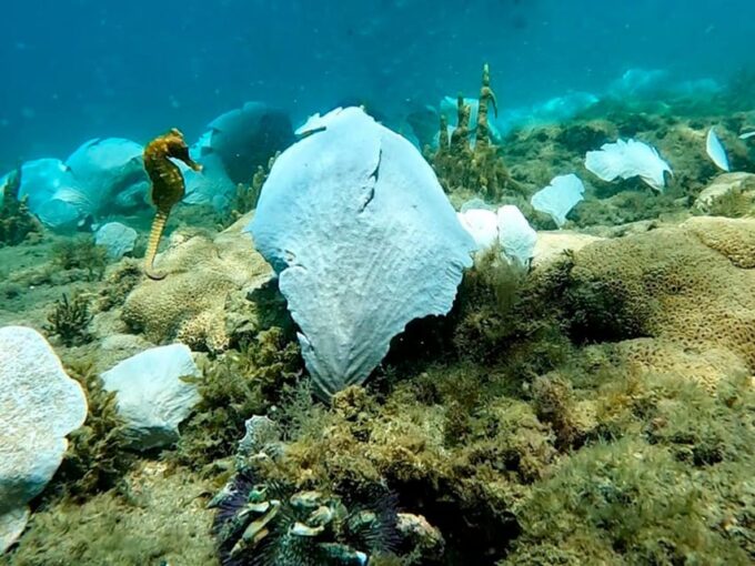 From Rio De Janeiro: Diving in Buzios - Frequently Asked Questions