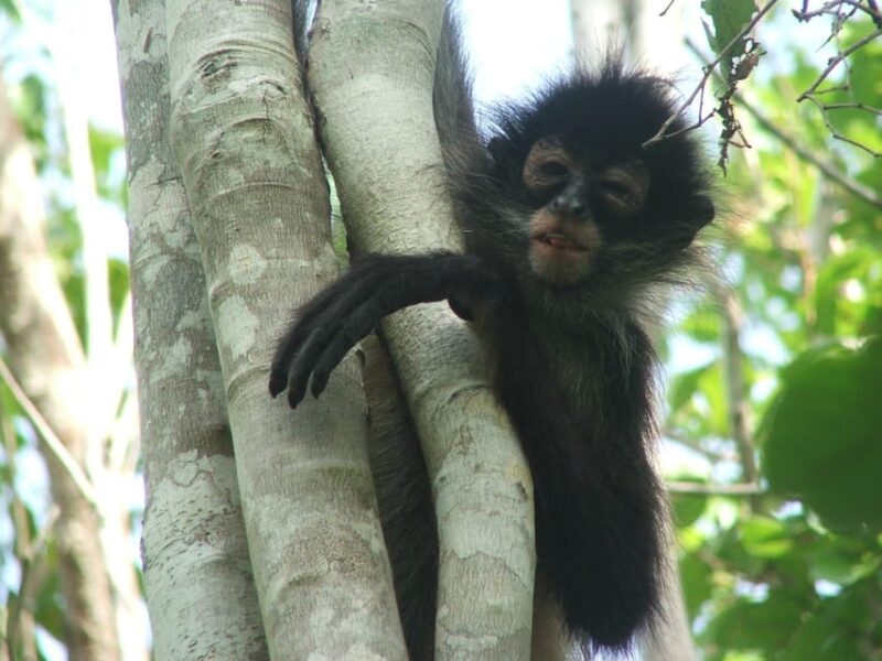 From Riviera Maya: Coba, Punta Laguna and Cenote Day Trip - Inclusions and Requirements