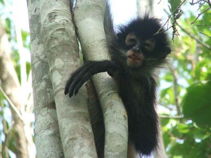 From Riviera Maya: Coba, Punta Laguna and Cenote Day Trip - Included in the Tour