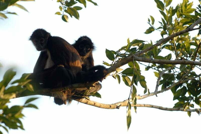 From Riviera Maya: Coba, Punta Laguna & Cenote Guided Trip - Wildlife and Punta Laguna: Monkey Spotting and Ecological Adventures