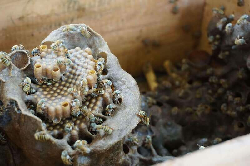From Riviera Maya: Coba, Punta Laguna & Cenote Guided Trip - Practical Details and Logistics