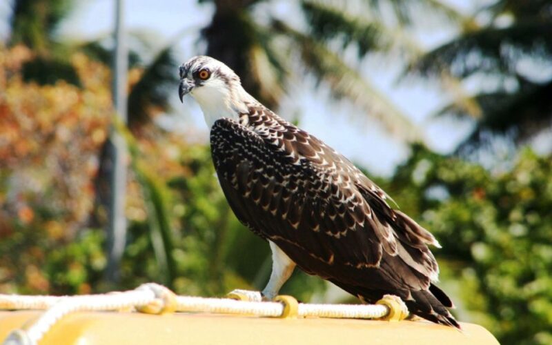 From Riviera Maya: Day Tour to Contoy and Isla Mujeres - Customer Feedback