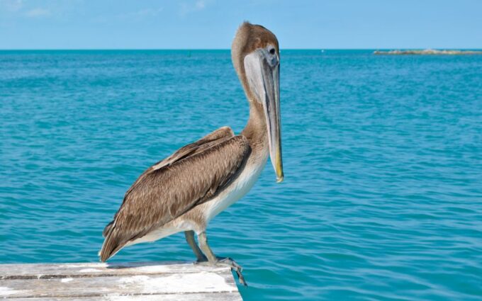 From Riviera Maya: Day Tour to Contoy and Isla Mujeres - Arrival and Departure