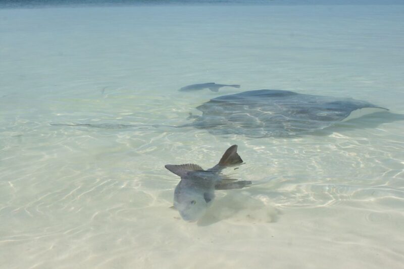 From Riviera Maya: Isla Contoy & Isla Mujeres Full-Day Tour - Key Points