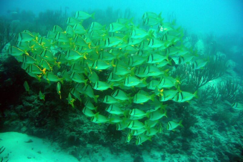From Riviera Maya: Isla Contoy & Isla Mujeres Full-Day Tour - Participant Restrictions