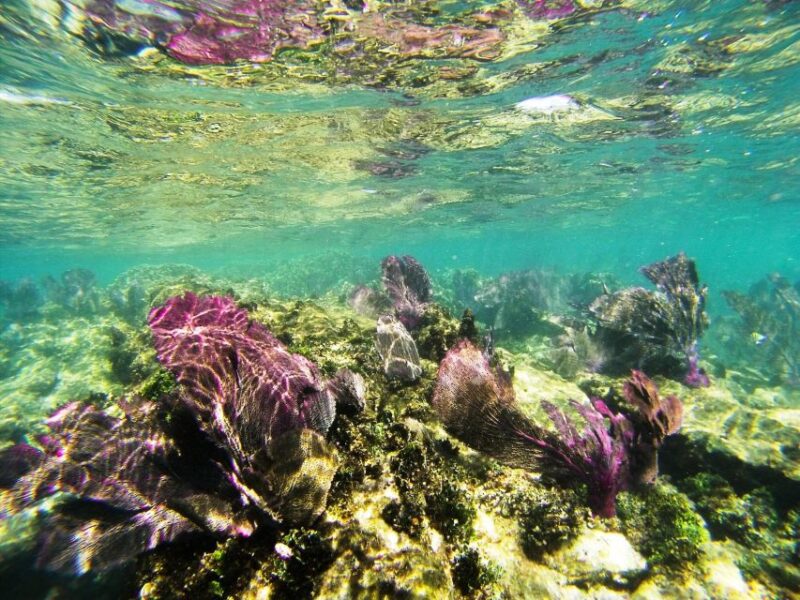 From Riviera Maya: Isla Contoy & Isla Mujeres Full-Day Tour - Preparation and Recommendations