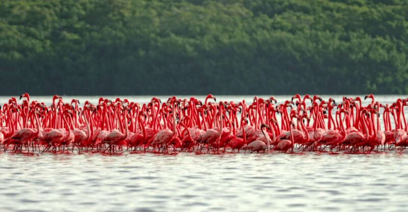 From Riviera Maya: Las Coloradas Y Rio Lagartos Tour - Key Points