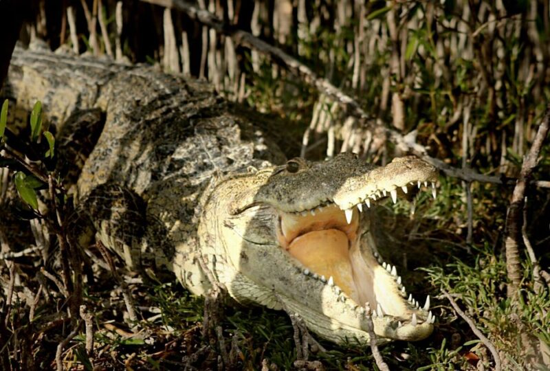From Riviera Maya: Sian Kaan Half Day Tour W/ Lunch - Experience Highlights