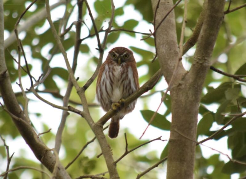 From Riviera Maya : Sian Kaan Muyil Birdwatching With Guide - Key Points