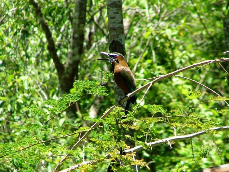 From Riviera Maya : Sian Kaan Muyil Birdwatching With Guide - Birdwatching Highlights