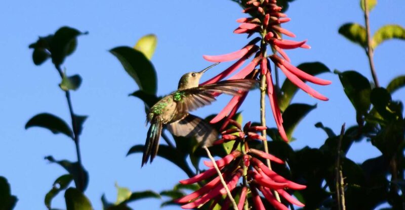 From Riviera Maya : Sian Kaan Muyil Birdwatching With Guide - Inclusions and Amenities
