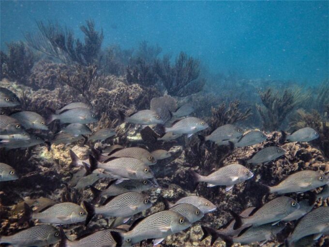 From Riviera Maya: Snorkeling & Private Cenote Half-Day Tour - Frequently Asked Questions