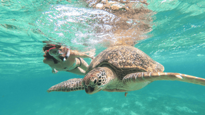 From Riviera Maya: Tulum, Cenote, & Akumal Turtle Swim Trip - Frequently Asked Questions