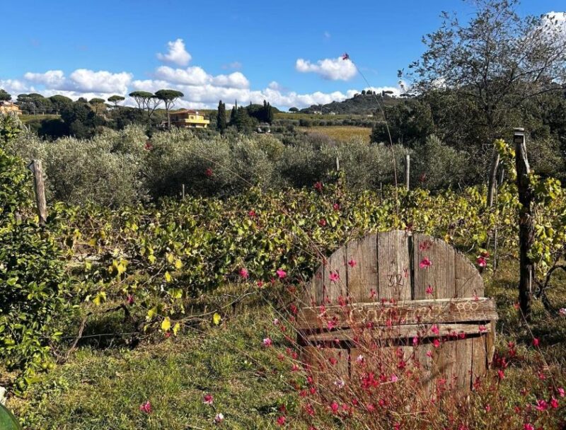 From Rome: Half-Day Frascati Wine Tour With Farmhouse Lunch - Itinerary