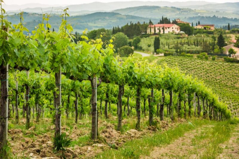From Rome: Private Frascati Tour With Lunch & Wine Tasting - Itinerary Details