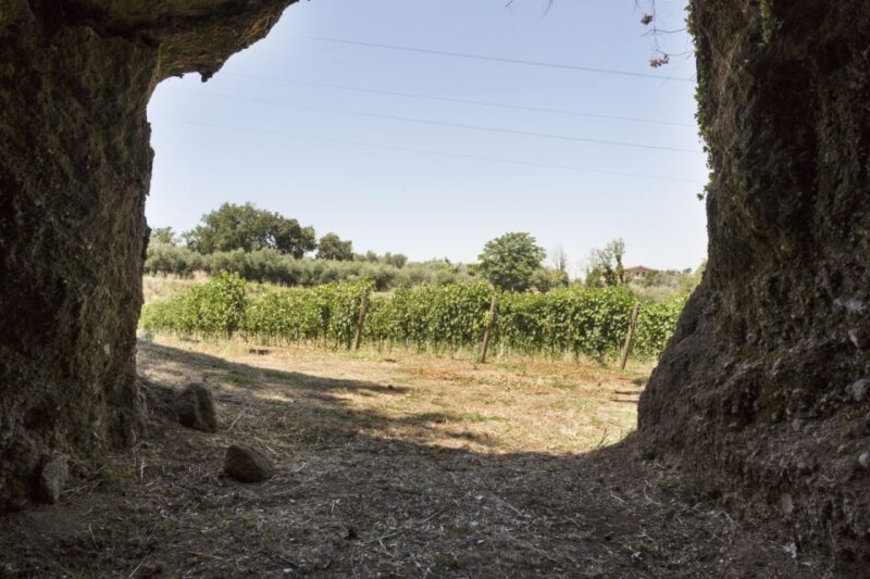 From Rome: Tasting Tour in Cellar Immersed Between Vineyards - Experience Highlights