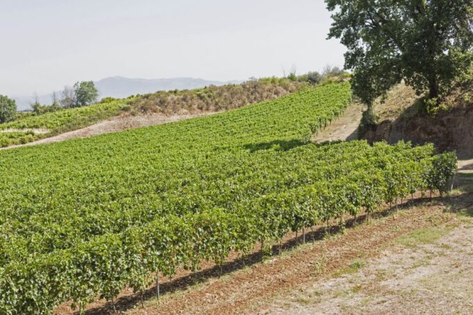From Rome: Tasting Tour in Cellar Immersed Between Vineyards - History and Production
