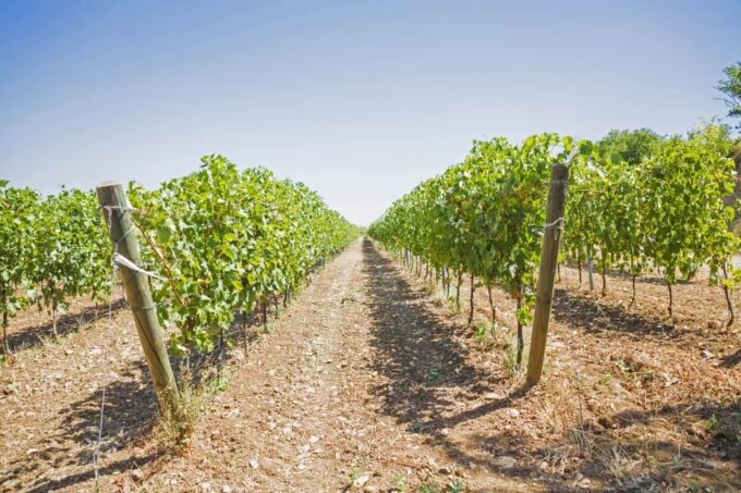 From Rome: Tasting Tour in Cellar Immersed Between Vineyards - Vineyards and Natural Beauty