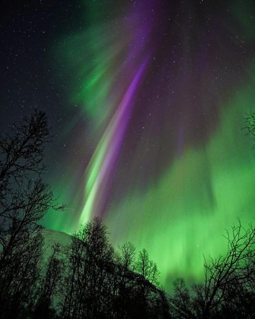 From Rovaniemi: Aurora Dreamscape Tour in the Wild - Customer Reviews