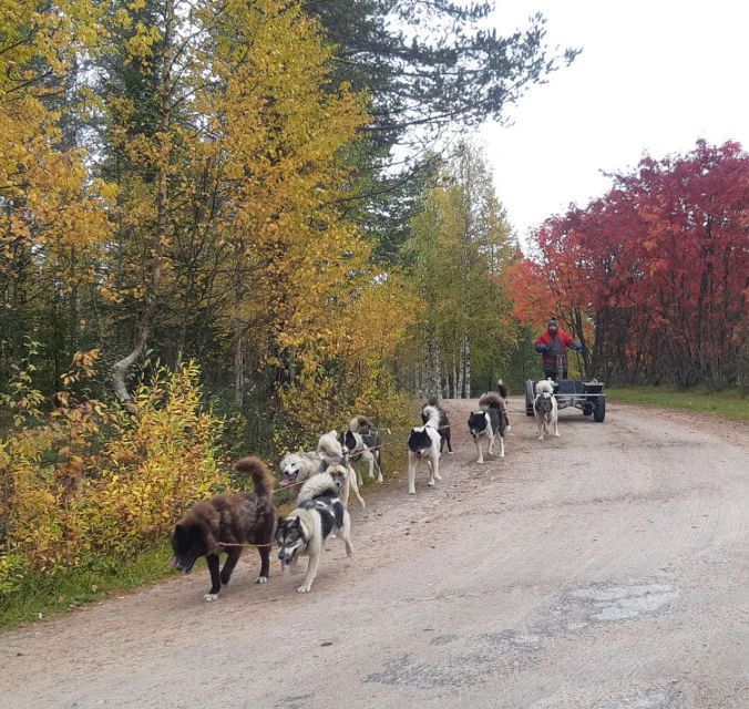 From Rovaniemi: Autumn Husky Safari Adventure - Activity Overview