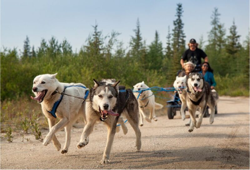 From Rovaniemi: Autumn Husky Safari Adventure - Tour Details