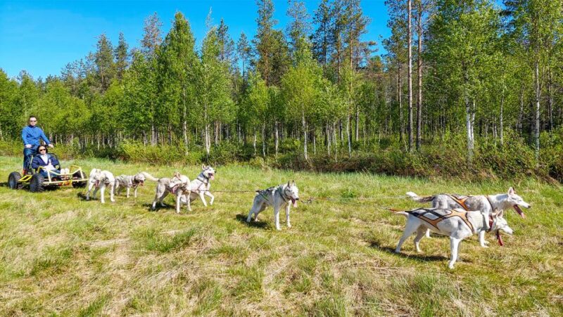 From Rovaniemi: Autumn Husky Safari Adventure - Cancellation Policy