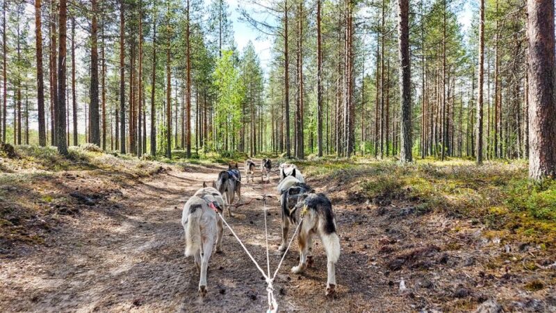 From Rovaniemi: Autumn Husky Safari Adventure - Important Weather Considerations